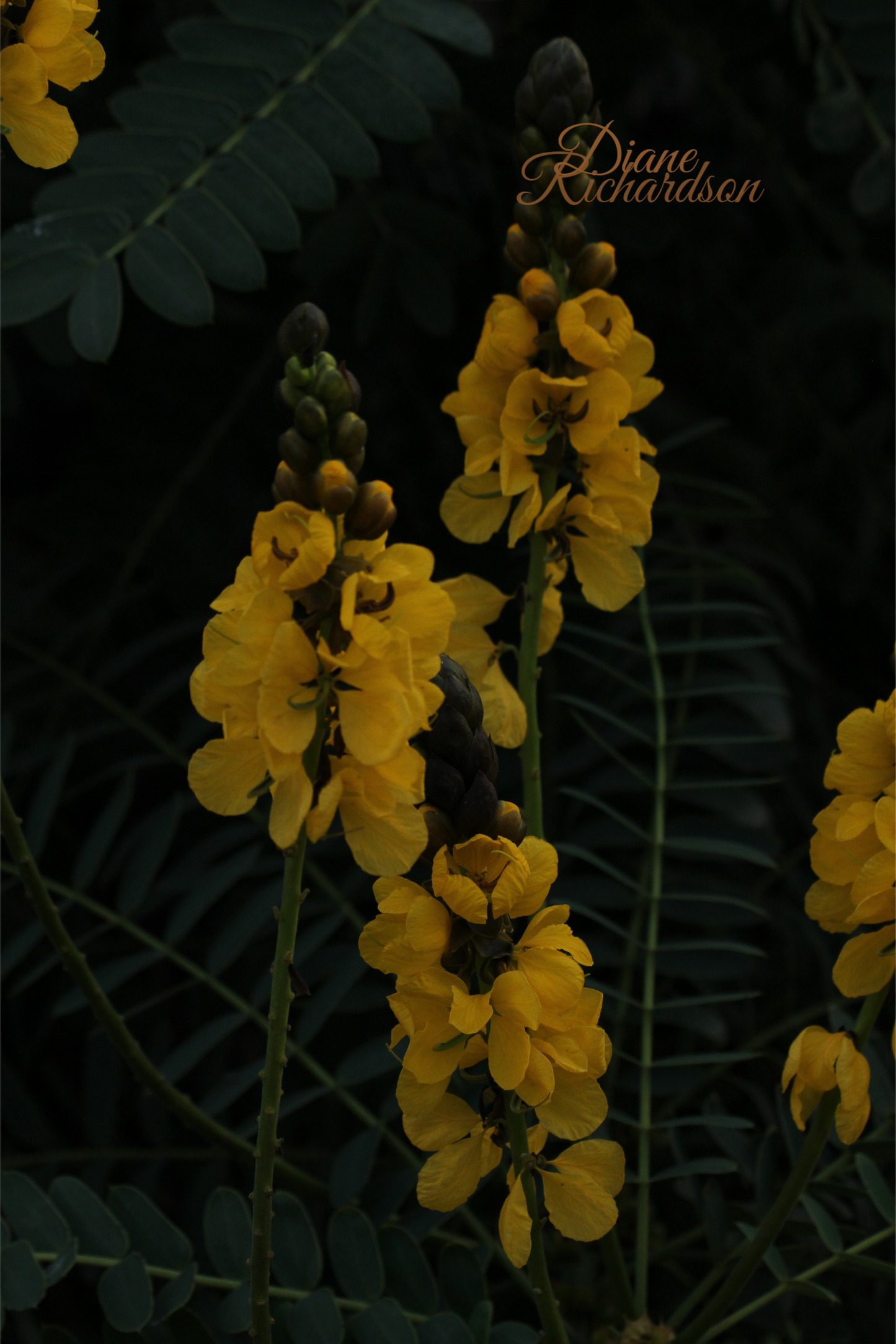 Beautiful yellow flowers