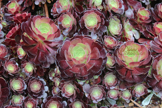 Aeonium  succulent