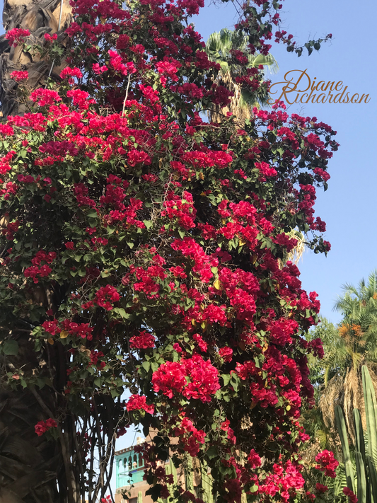 Bougainvillea pink flowers