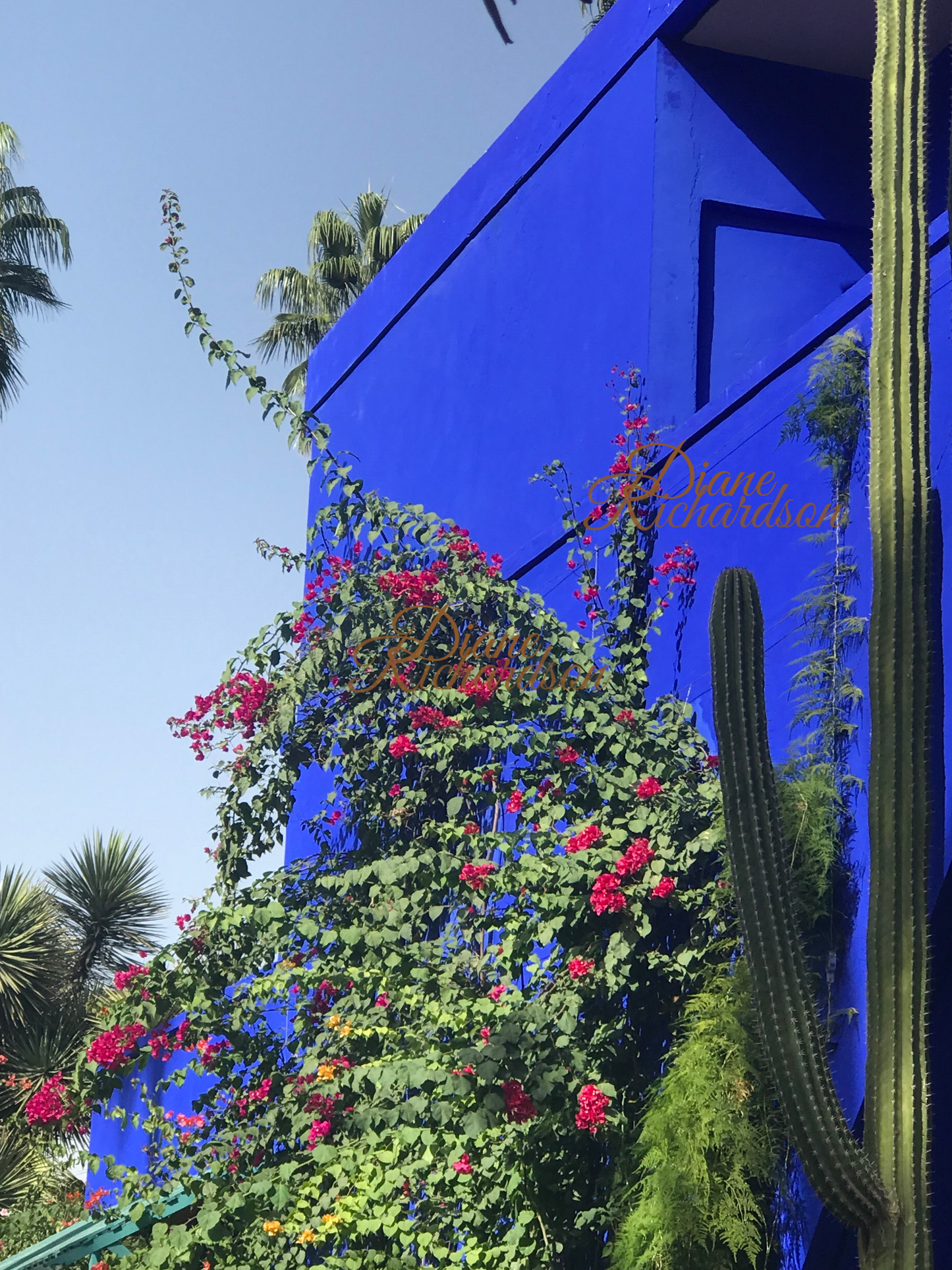 Bougainvillea and cactus