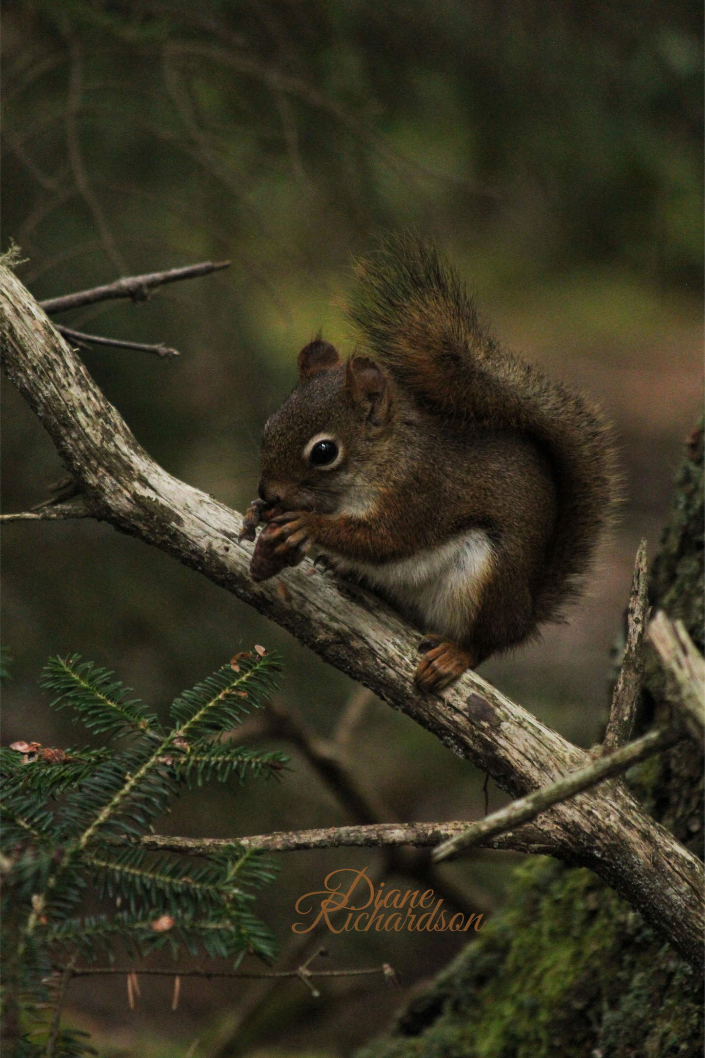 Chipmunk