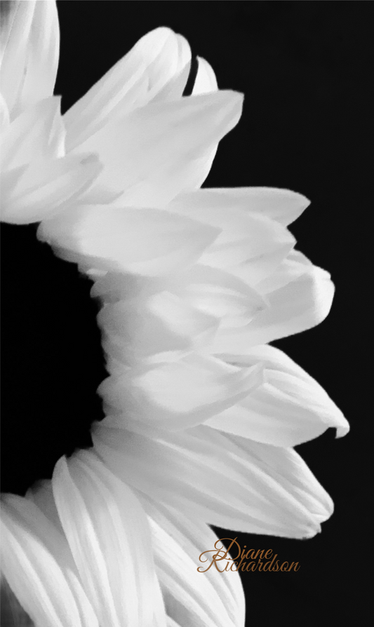 Black and White Daisy