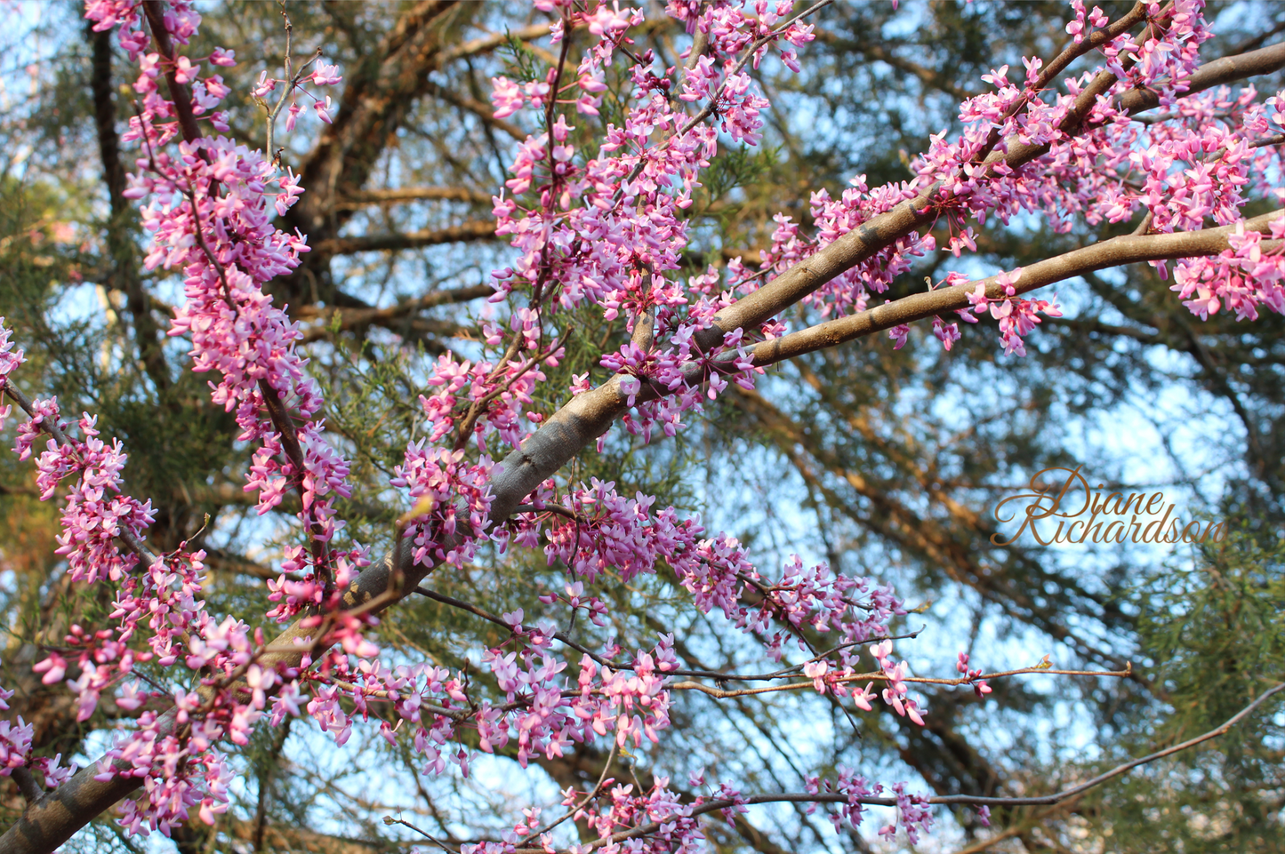 Eastern Redbud